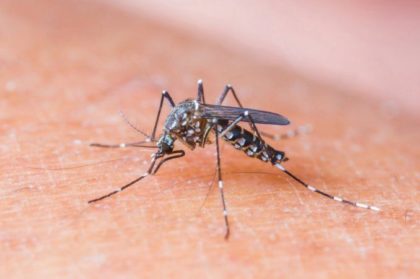 Solicitan informes sobre las políticas de prevención contra el Dengue
