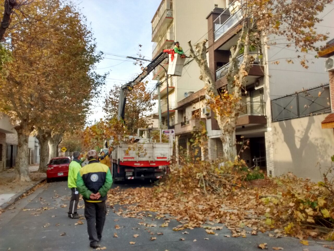 Comuna 10: aprueban poda de 30 árboles que presentan “potencial riesgo de caída”