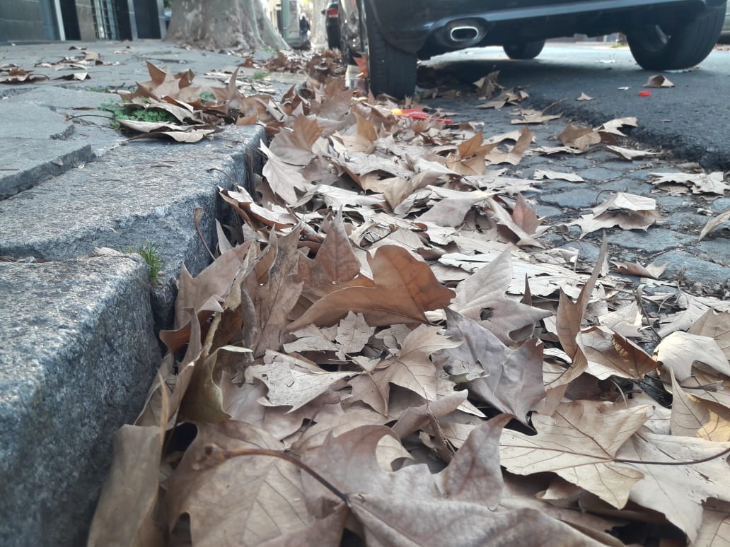 La Comuna 10, tapada de hojas | Lo que trajo el otoño y la pandemia