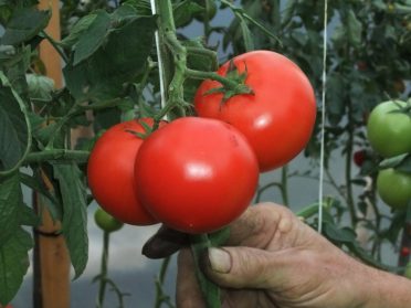 El frío se está yendo y el tomate lo sabe | Huerterxs Villa Luro recomienda qué sembrar en Agosto