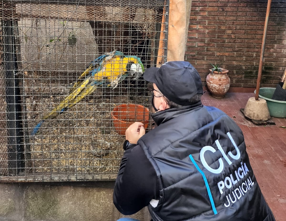 Versalles: Clausuran un criadero ilegal de aves y rescatan 24 ejemplares de fauna silvestre