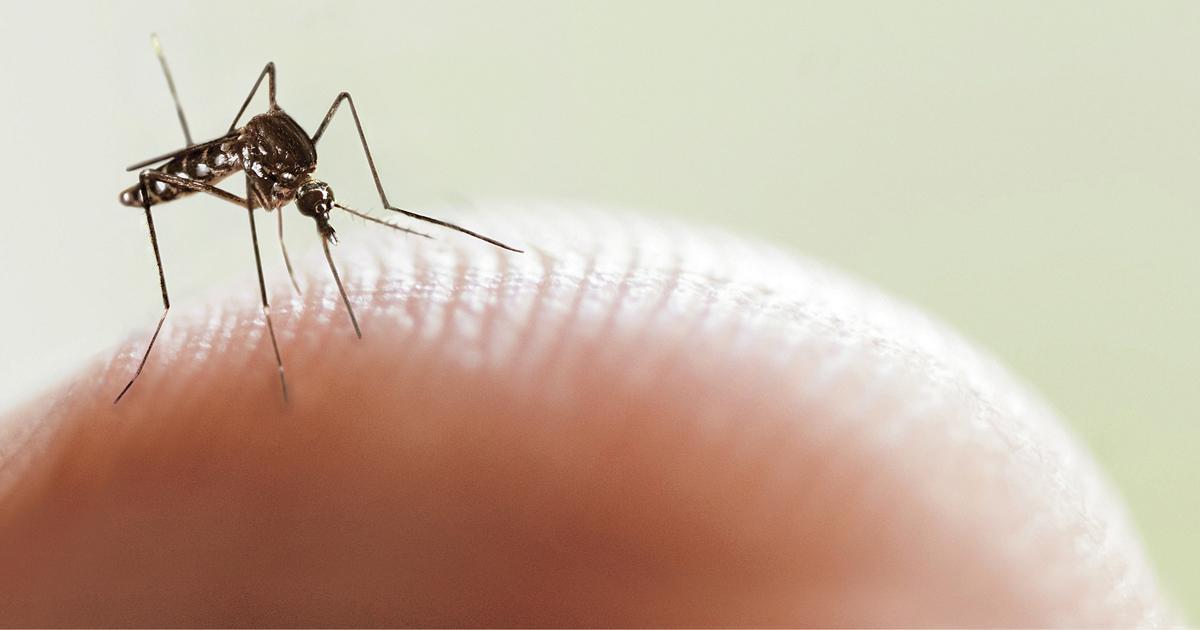 Detectan el mosquito transmisor del dengue en la Comuna 10 | Apostar a la “manzana saludable” y trabajar en forma comunitaria, claves para la prevención