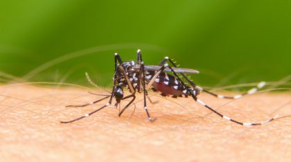 Dengue: detectan casos autóctonos en la Ciudad | Ya se registra un 65% más de infectados que en 2022