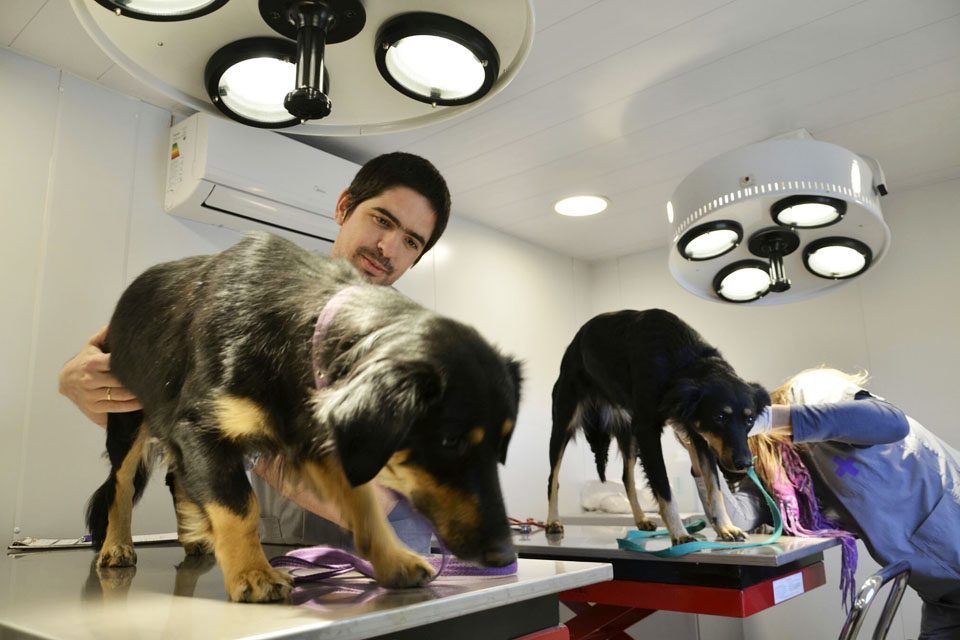 ¿Qué pasa con la atención veterinaria gratuita en la Ciudad? | Denuncian recortes en el área