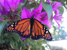 Inauguran un Mariposario en el Corralón de Floresta