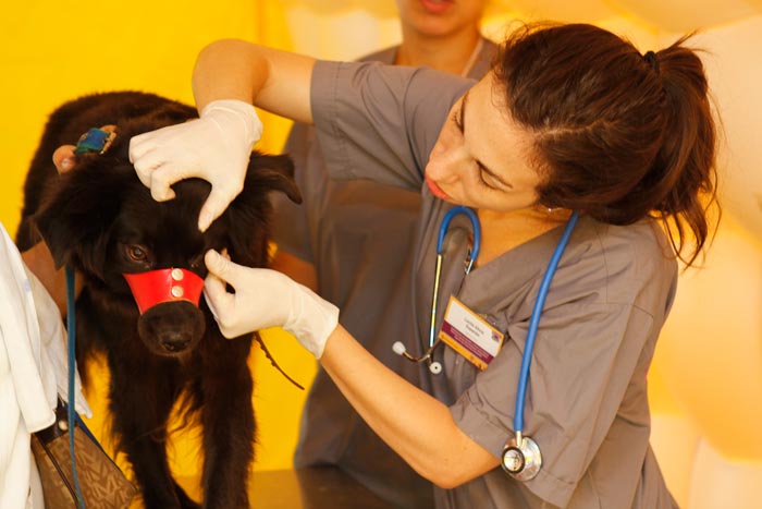 Confirman que el gobierno de la Ciudad debe construir un Centro Veterinario gratuito por Comuna