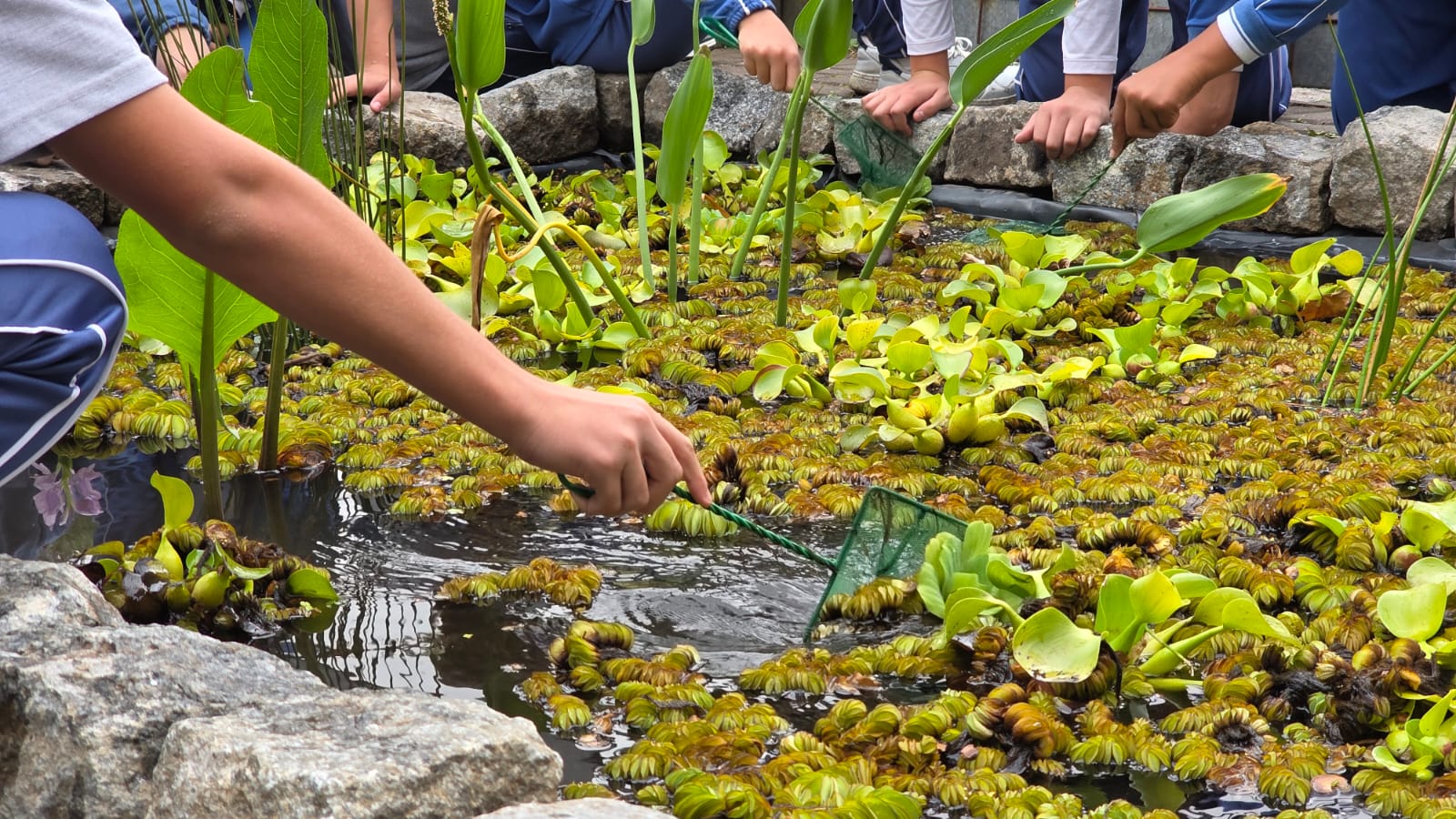 La Candelaria quiere más naturaleza en Floresta | ¿Se viene un nuevo biocorredor en la Comuna 10?