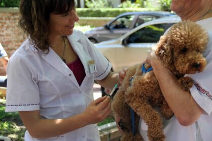 Mascotas: aplican vacunación antirrábica gratuita en Villa Luro y en Parque Avellaneda