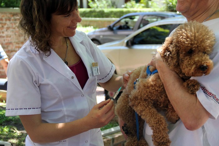 Mascotas: aplican vacunación antirrábica gratuita en Villa Luro y en Parque Avellaneda