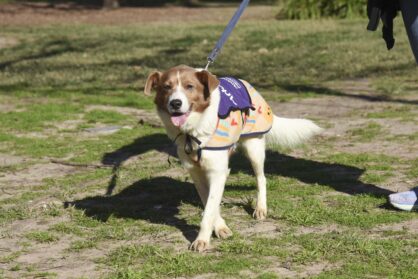 Versalles: Jornada de Adopción de Perros y Gatos en Plaza Banff