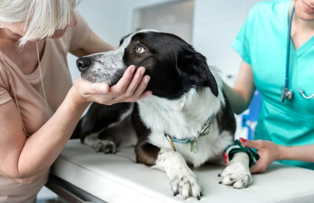 Vacunación antirrábica gratuita en Plaza Lafitte