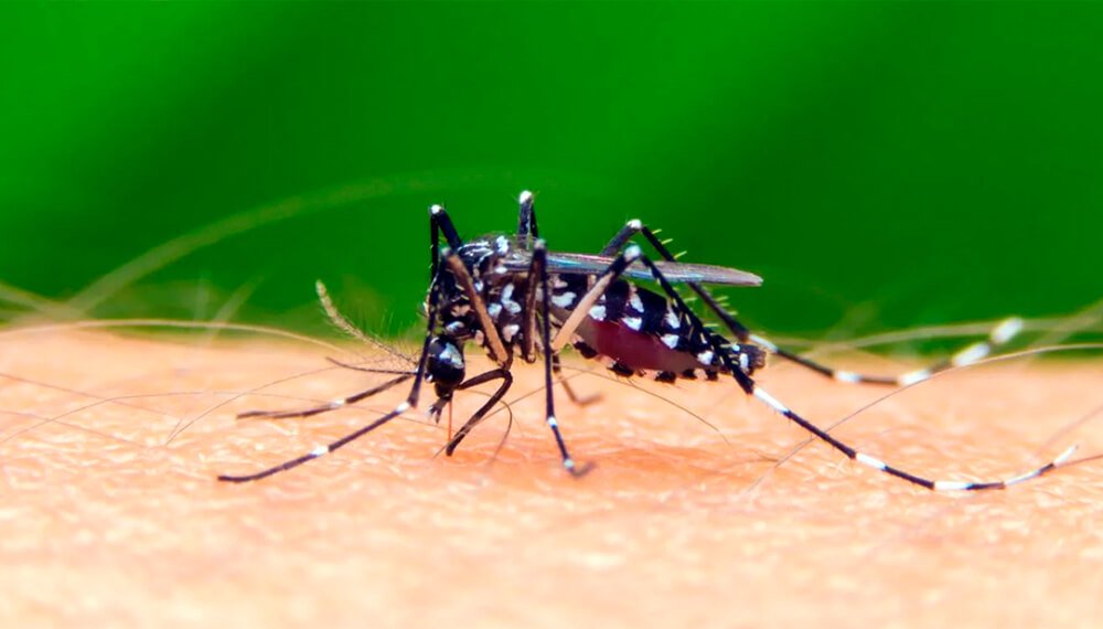 Dengue en la Comuna 10: cómo denunciar criaderos de mosquitos y prevenir nuevos casos